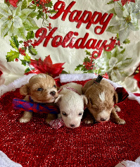 maltipoos for sale houston