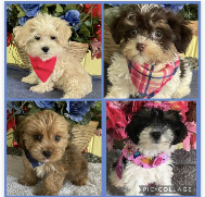 maltipoo puppies for sale Houston