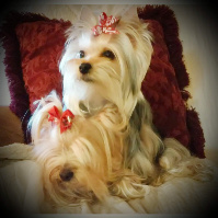 Yorkie Blue Gold Females