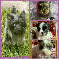 merle yorkie puppies houston