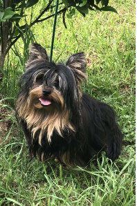 Yorkie Male Breeder